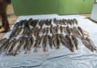 Suspeitos fogem para mata e deixam 412 quilos de pescado irregular para trás