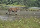 Onça-pintada ataca motociclista e mata cachorro em estrada