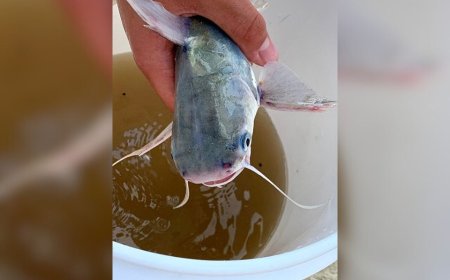 Presença de peixe venenoso no litoral de SP deixa banhistas em alerta