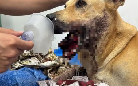 Cadela perde parte da boca após ser atingida por bomba tipo 'catolé' na virada do ano