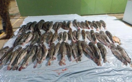 Suspeitos fogem para mata e deixam 412 quilos de pescado irregular para trás
