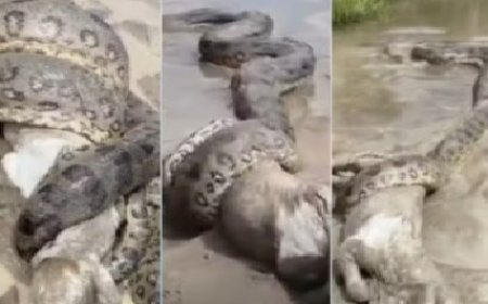 Policial registra sucuri enrolada em bezerro