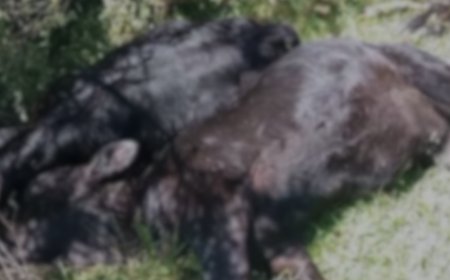 Temporal com raios mata 26 bovinos e causa prejuízo de mais de R$100 mil