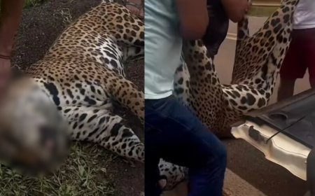 Onça-pintada morre após ser resgatada por indígenas Xavante