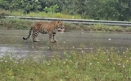 Onça-pintada ataca motociclista e mata cachorro em estrada