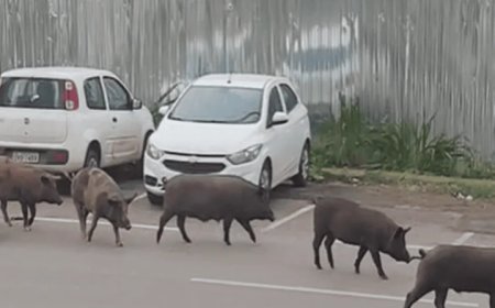 Família de porcos é flagrada dando “rolê” perto de bar
