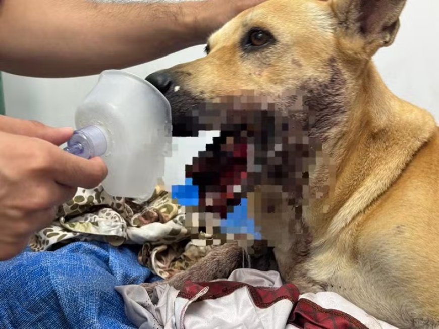 Cadela perde parte da boca após ser atingida por bomba tipo 'catolé' na virada do ano