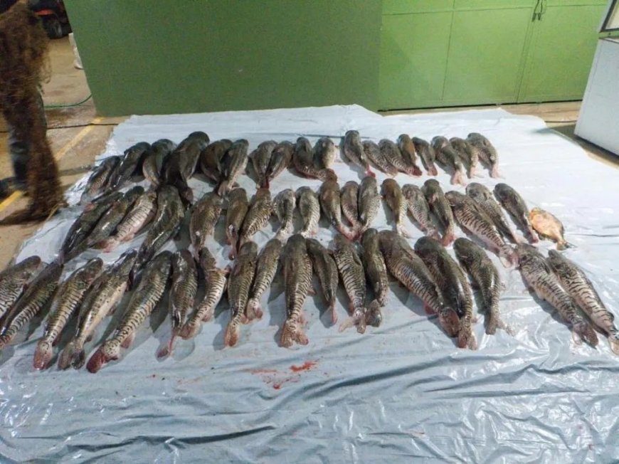 Suspeitos fogem para mata e deixam 412 quilos de pescado irregular para trás
