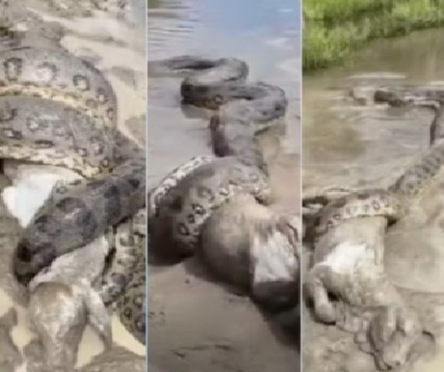 Policial registra sucuri enrolada em bezerro