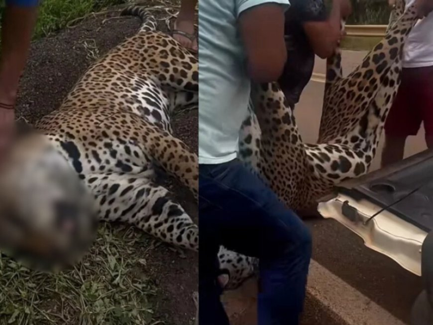 Onça-pintada morre após ser resgatada por indígenas Xavante