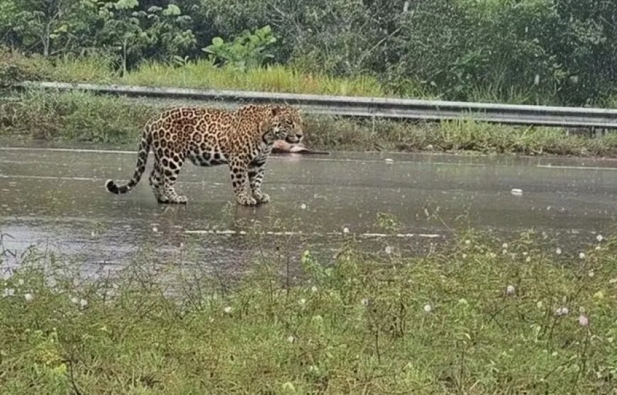 Onça-pintada ataca motociclista e mata cachorro em estrada