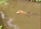 Crocodilo de 6 metros é visto carregando corpo de mulher desaparecida; VEJA O VÍDEO