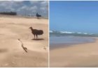 Urubus disputam braço humano em decomposição na areia da praia