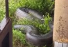 Sucuri gigantesca assusta moradores ao entrar em casa