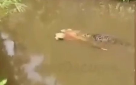 Crocodilo de 6 metros é visto carregando corpo de mulher desaparecida; VEJA O VÍDEO