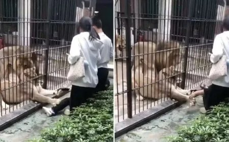 VÍDEO FORTE: leoa ataca e segura criança de 10 anos em zoológico