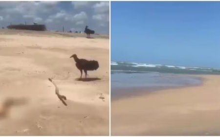 Urubus disputam braço humano em decomposição na areia da praia