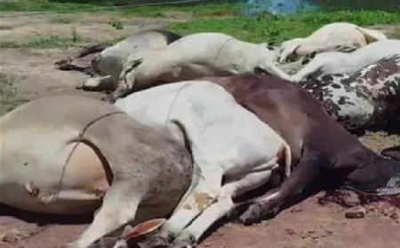 Mais de 10 bois morrem após rede elétrica cair durante enchente na zona rural