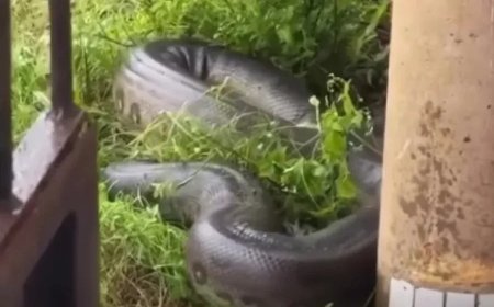 Sucuri gigantesca assusta moradores ao entrar em casa