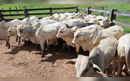 Homem é preso por furto de gado avaliado em R$120 mil