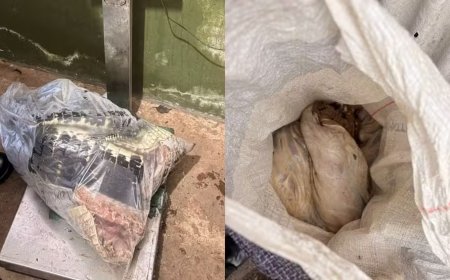 Polícia apreende 120 quilos de carne de jacaré e capivara