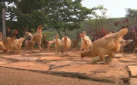 Homem procura PM e diz que foi agredido com foice após ex atrai-lo com pretexto de buscar galinhas