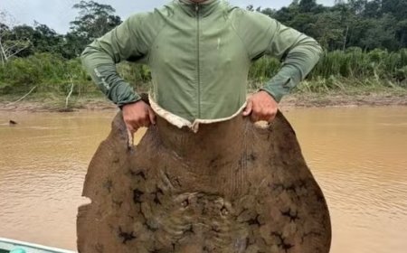 Pescador fisga arraia gigante de até 100 kg no Rio Acre e vídeo viraliza