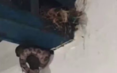 Cobra “faz refeição” dentro de escola e vídeo viraliza no Tocantins