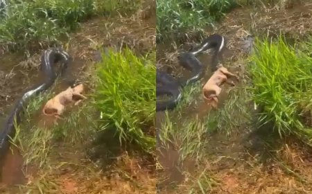 CENA FORTE! Sucuri gigante ataca cachorro e vídeo explode nas redes