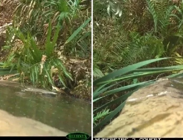 Cobra faminta salta d’água e devora falcão; confira imagens impressionantes