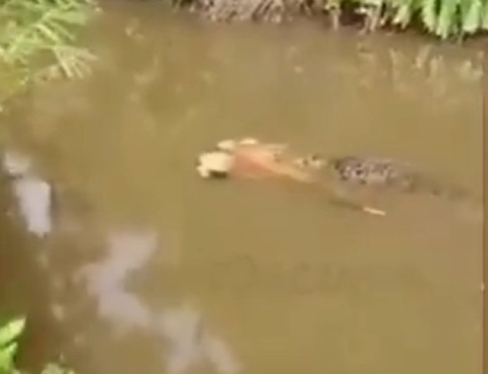 Crocodilo de 6 metros é visto carregando corpo de mulher desaparecida; VEJA O VÍDEO