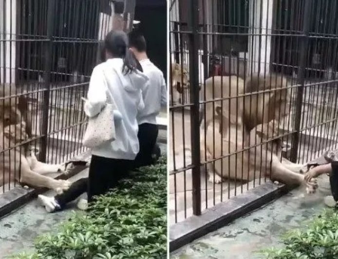 VÍDEO FORTE: leoa ataca e segura criança de 10 anos em zoológico