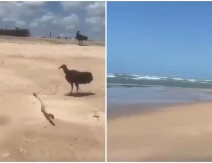 Urubus disputam braço humano em decomposição na areia da praia