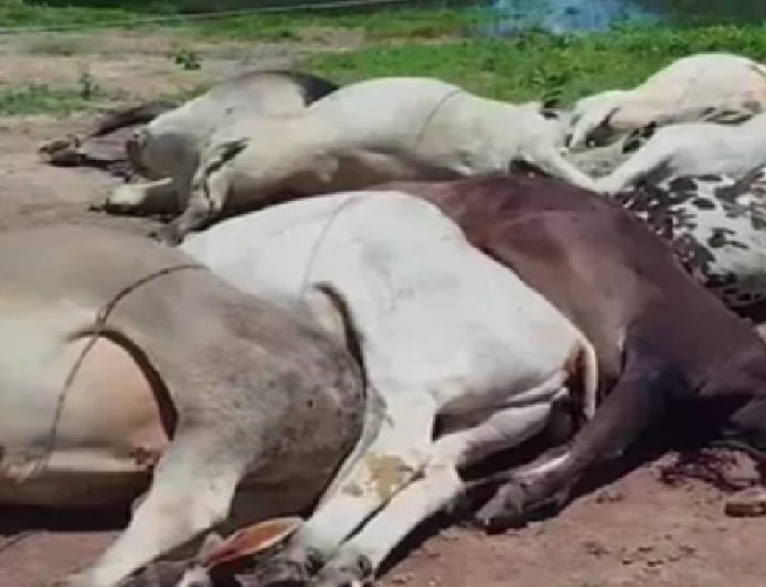 Mais de 10 bois morrem após rede elétrica cair durante enchente na zona rural