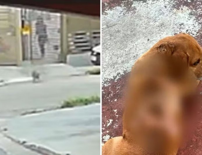 Cão comunitário sofre queimaduras após mulher jogar óleo quente, dizem moradores