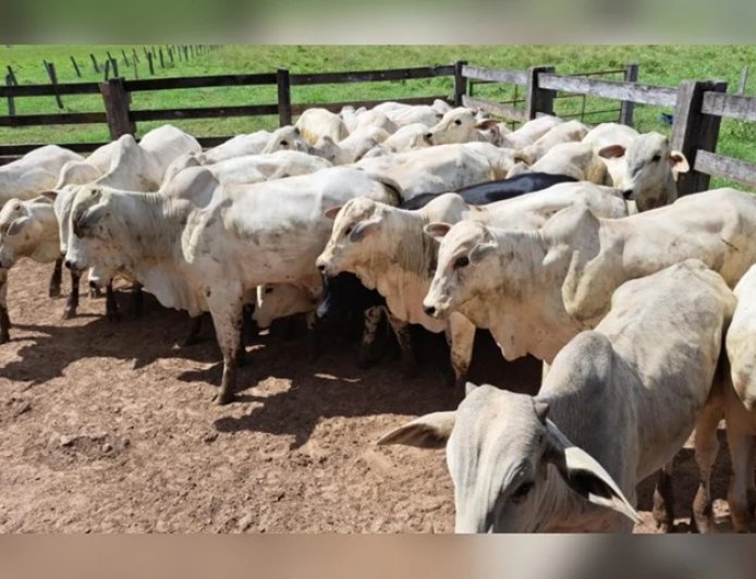 Homem é preso por furto de gado avaliado em R$120 mil