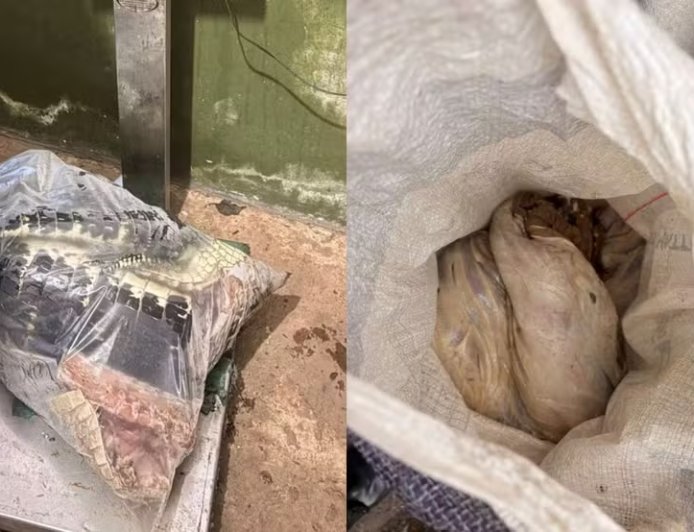 Polícia apreende 120 quilos de carne de jacaré e capivara