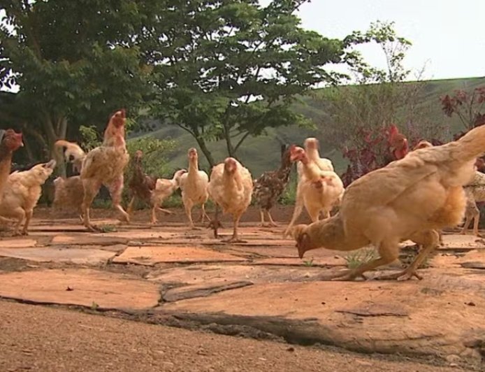 Homem procura PM e diz que foi agredido com foice após ex atrai-lo com pretexto de buscar galinhas