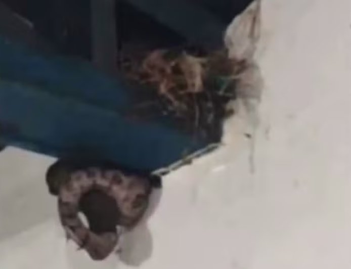 Cobra “faz refeição” dentro de escola e vídeo viraliza no Tocantins