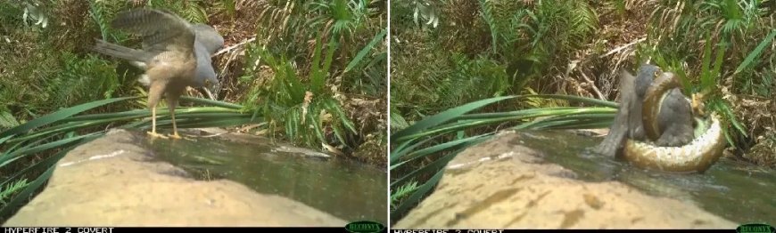 Cobra faminta salta d’água e devora falcão; confira imagens impressionantes