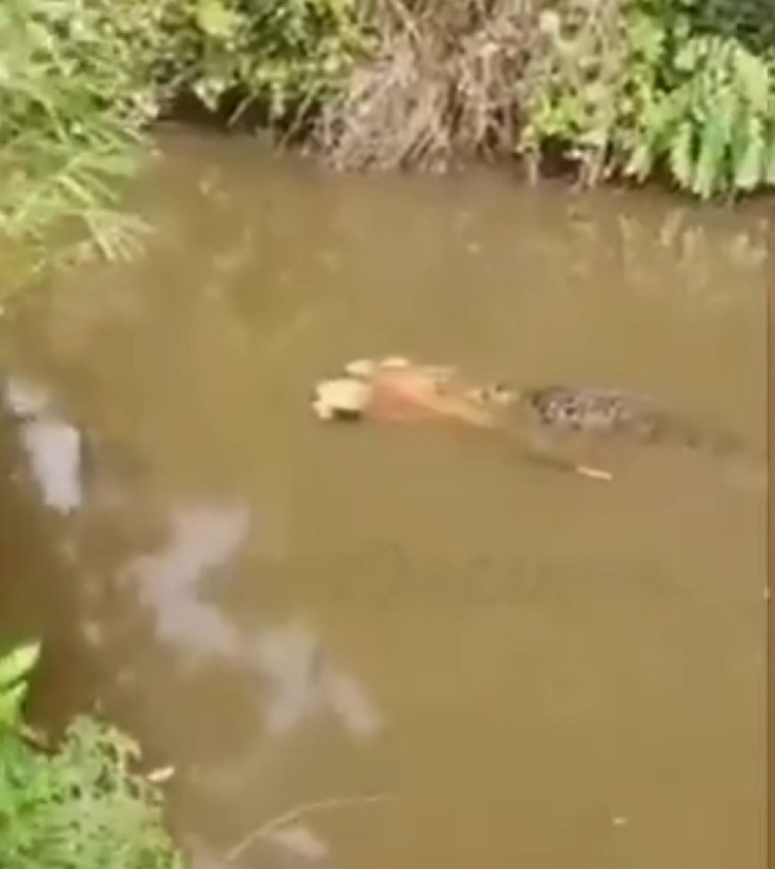 Crocodilo de 6 metros é visto carregando corpo de mulher desaparecida; VEJA O VÍDEO