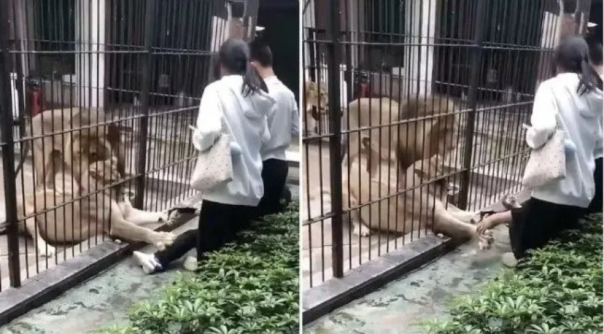 VÍDEO FORTE: leoa ataca e segura criança de 10 anos em zoológico