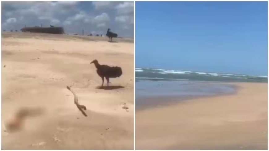 Urubus disputam braço humano em decomposição na areia da praia