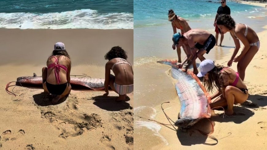 Juízo final? Dois peixes de espécie rara aparecem em praia do México
