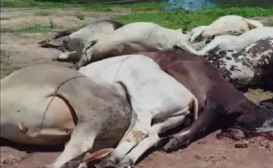 Mais de 10 bois morrem após rede elétrica cair durante enchente na zona rural