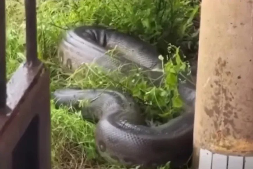 Sucuri gigantesca assusta moradores ao entrar em casa