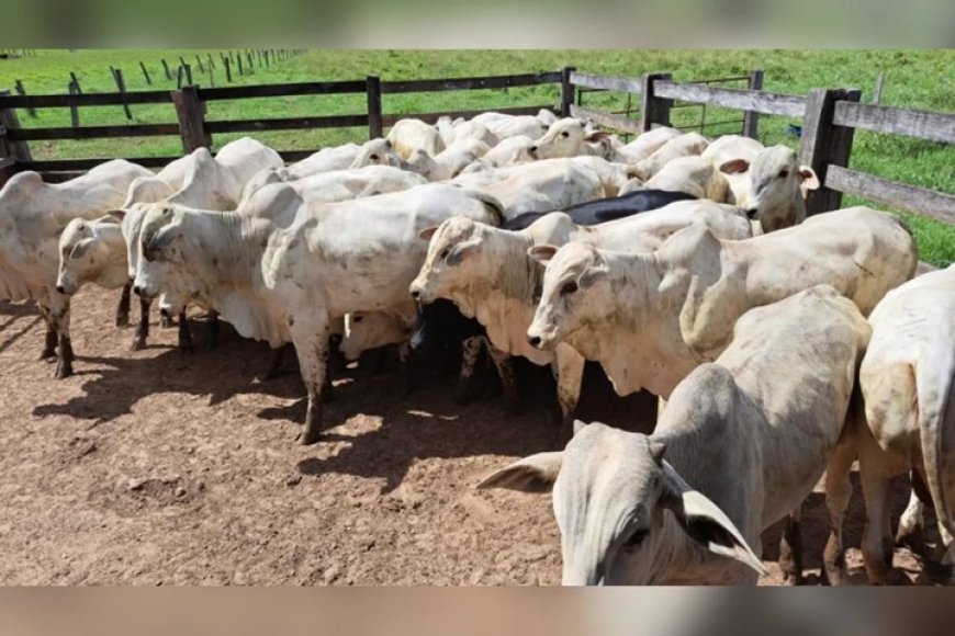 Homem é preso por furto de gado avaliado em R$120 mil