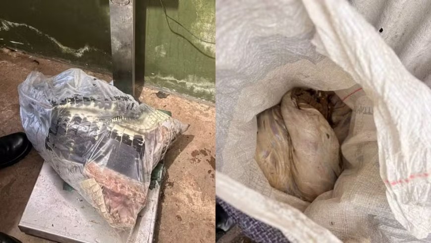 Polícia apreende 120 quilos de carne de jacaré e capivara
