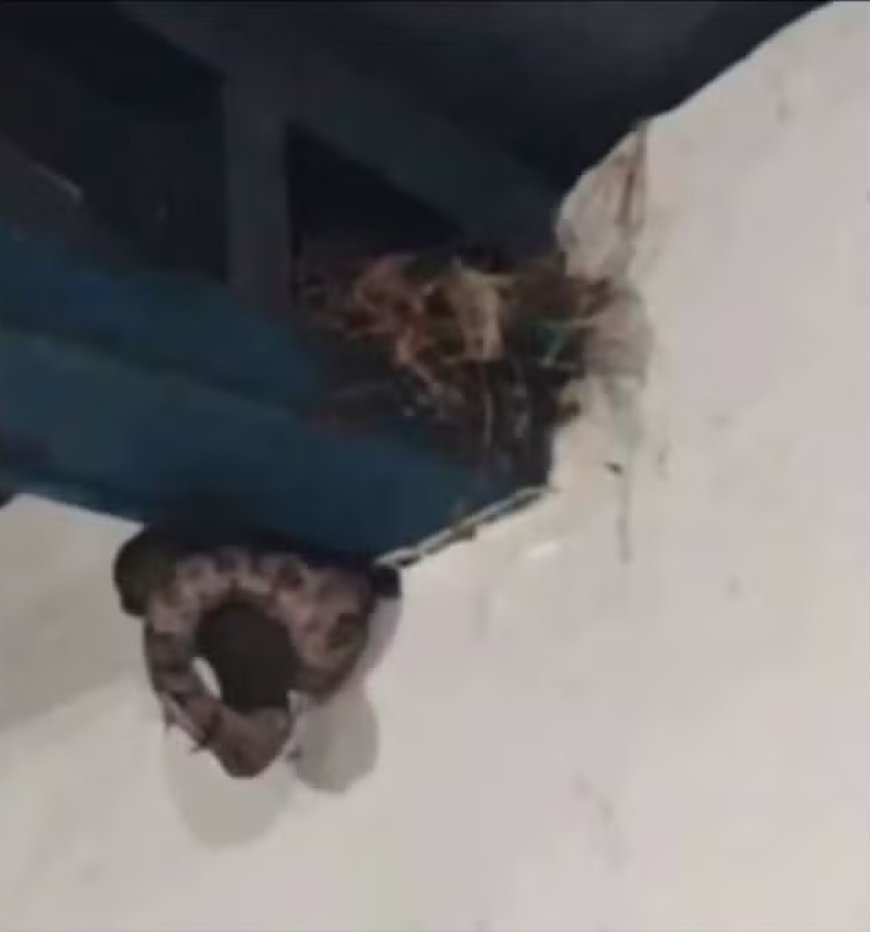 Cobra “faz refeição” dentro de escola e vídeo viraliza no Tocantins