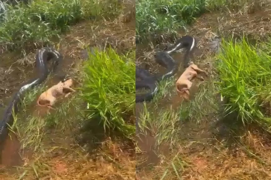 CENA FORTE! Sucuri gigante ataca cachorro e vídeo explode nas redes
